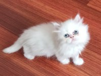 Teslime hazır 50 günlük erkek chinchilla yavrular