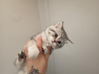 Yavru Ve Minik Kedimiz