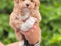 Mini boy aşılı poodle bebekler