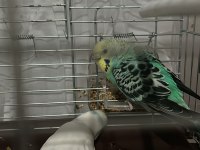 Muhabbet Kuşu Çift