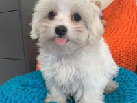 Dünya Tatlısı Terrier Yavruları