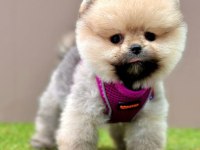 Safkan Pomeranian Boo Cinsi Yavrular