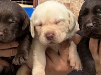 Labrador Arıyorsanız Bu Yavrular Size Göre!