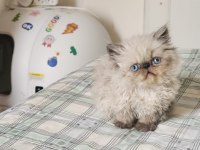 Ev sıcaklığında safkan himalayan persian yavrular