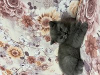 British shorthair yavrularımız yuva arıyor