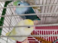 Turkuaz forpus papağanı bebekler