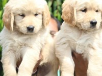 Golden retriever köpekleri