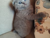 Yavru Kedilerimiz Yeni Yuva Arıyor