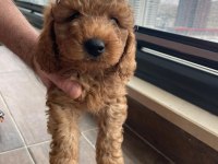 Ev Üretimi Safkan Toy Poodle Yavruları Anne Yanından