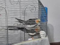 Seri Üretim Çift Sultan Papağanı