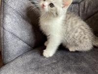 Sahibinden Yavru Chinchilla Yavrusu