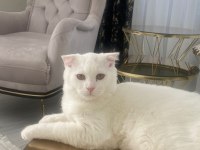 Scottish fold erkek kedime dişi kedi arıyorum