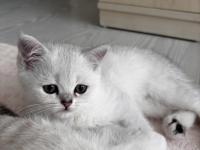Dünya güzeli sağlıklı british shorthair bebekler