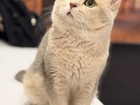 Nadir Güzellik Ay 11 British Shorthair (2,5 Yaş)
