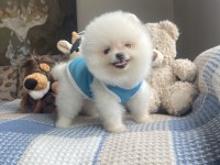 Ayı Surat Pomeranian Boo Köpek Yavruları