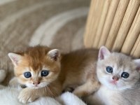 British Shorthair Yavru Kediler Rezerveye Açık!
