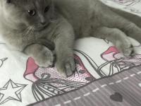 3 Aylık Erkek British Shorthair Acil