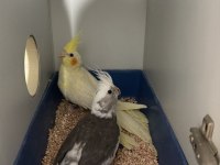 Sağlıklı sultan papağanı kuşlar