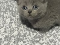 Safkan British Shorthair Yavrularım Yeni Yuva Arıyor