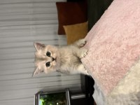 Scottish Ayı Yüzlü Yavru Kediler