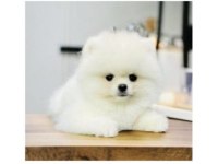 Pomeranian Köpeği Yavruları