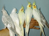 Ev Üretimi Yerli Sultan Papağan Yavruları