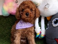 Safkan Toy Poodle Yavrularımız