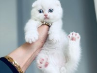 Kedilerim Sahiplendirilecektir