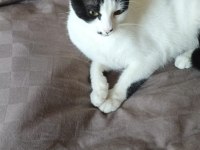 Kedimiz kısır ve sevimli kedimiz yeni yuvasını arıyor