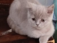 3 aylık lilak rengi british shorthair