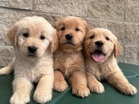 Vecihiden safkan babyface golden retriever bebekler