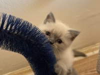 Müthiş Güzellikte Blue Point British Shorthair Kızımız