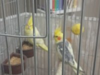 Eşli yavru yumurta garantili sultan papağanı çift