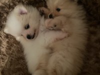Şirin Pomeranian Yavrumuz Yeni Sahibini Arıyor