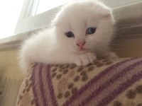 Kar Beyazı Scottish Fold Mavişler