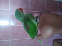 Alexander el besleme yavru