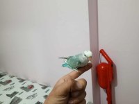 İnsan Canlısı Yavru Sevda Papağanı