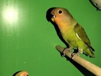 Yavru Sevda Papağanı Evcildir