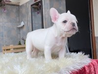 Egzotik Blue French Bulldog Yavrularım Rezerveye Açık