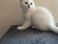 Scottish Straight Erkek