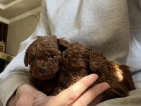 Ev Ortamında Büyüyen Poodle Yavrular