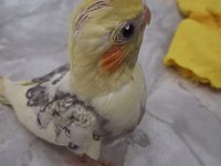 30 Günlük Yavru Sultan Papağanlar