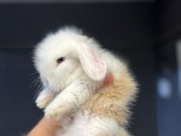 Safkan Hollanda Mini Cüce Tavşanlarımız Her Yere Gönderim