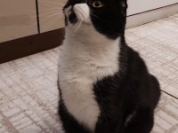 Scottish Fold Kardeşlere Yuva Arıyorum Birlikte Ya Da Ayrı