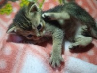 Siyam Ve Golden N11 Kedi Kırması