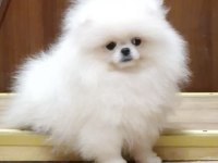 Bembeyaz Ayı Surat Pomeranian
