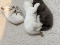 Tatlı Uysal British Bebişler