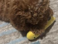 2.5 Aylık Toy Poodle