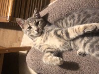 Kedi 4-5 Aylık Kız Yavrumuz