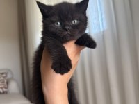 British shorthair yavru kediler